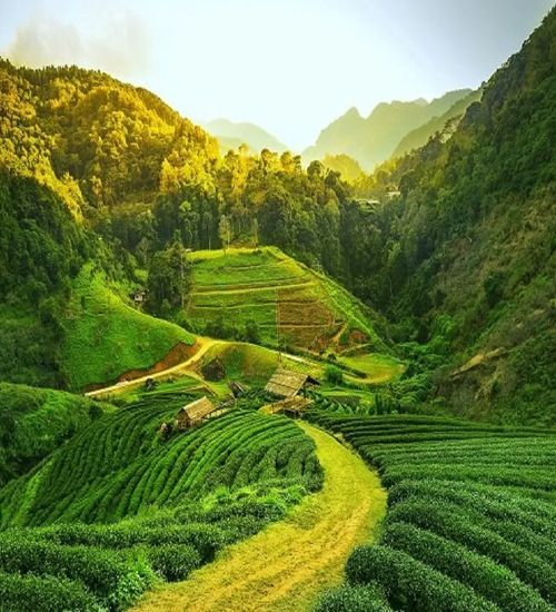 Assam landscape